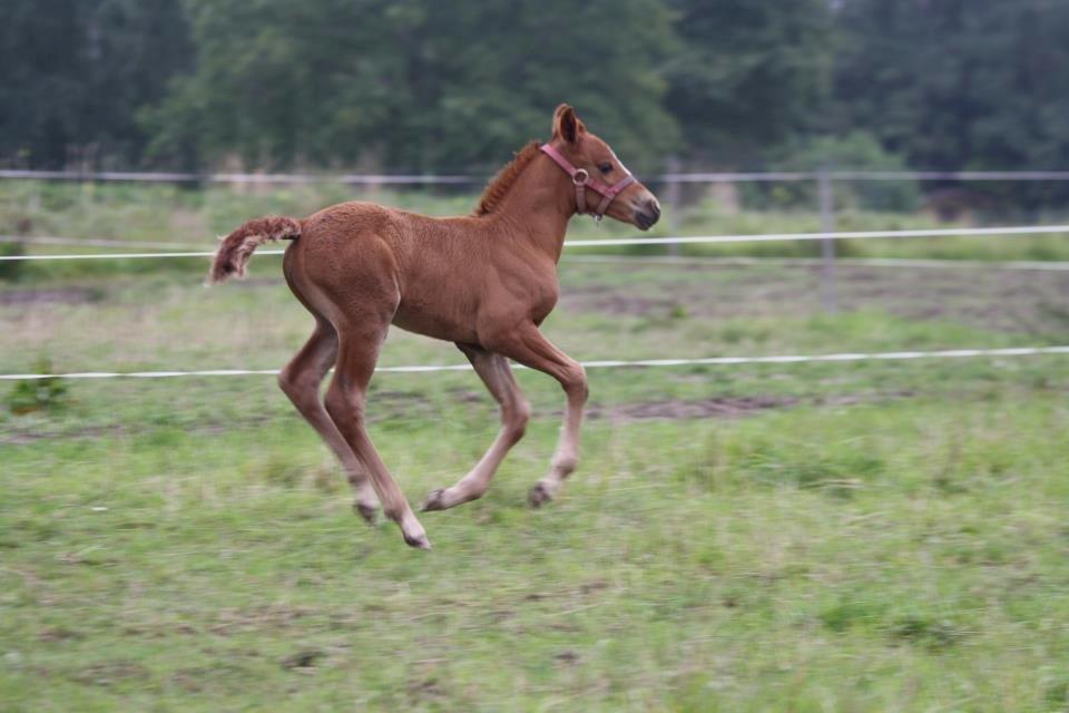 Pinto Aya Jane á jungshoved SOLGT billede 4