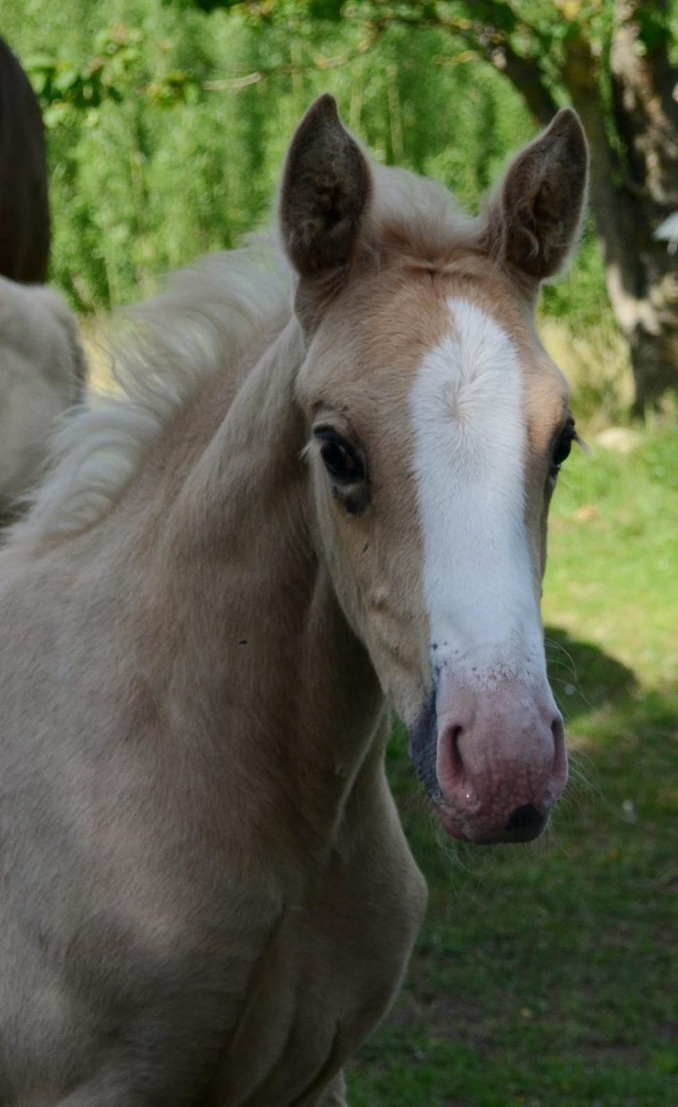 Palomino Søvangs Miss Dior billede 3