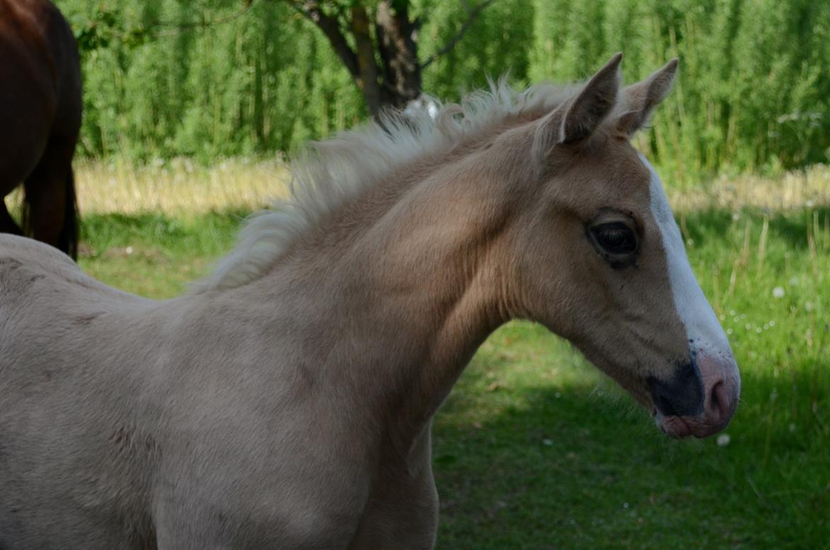 Palomino Søvangs Miss Dior billede 4