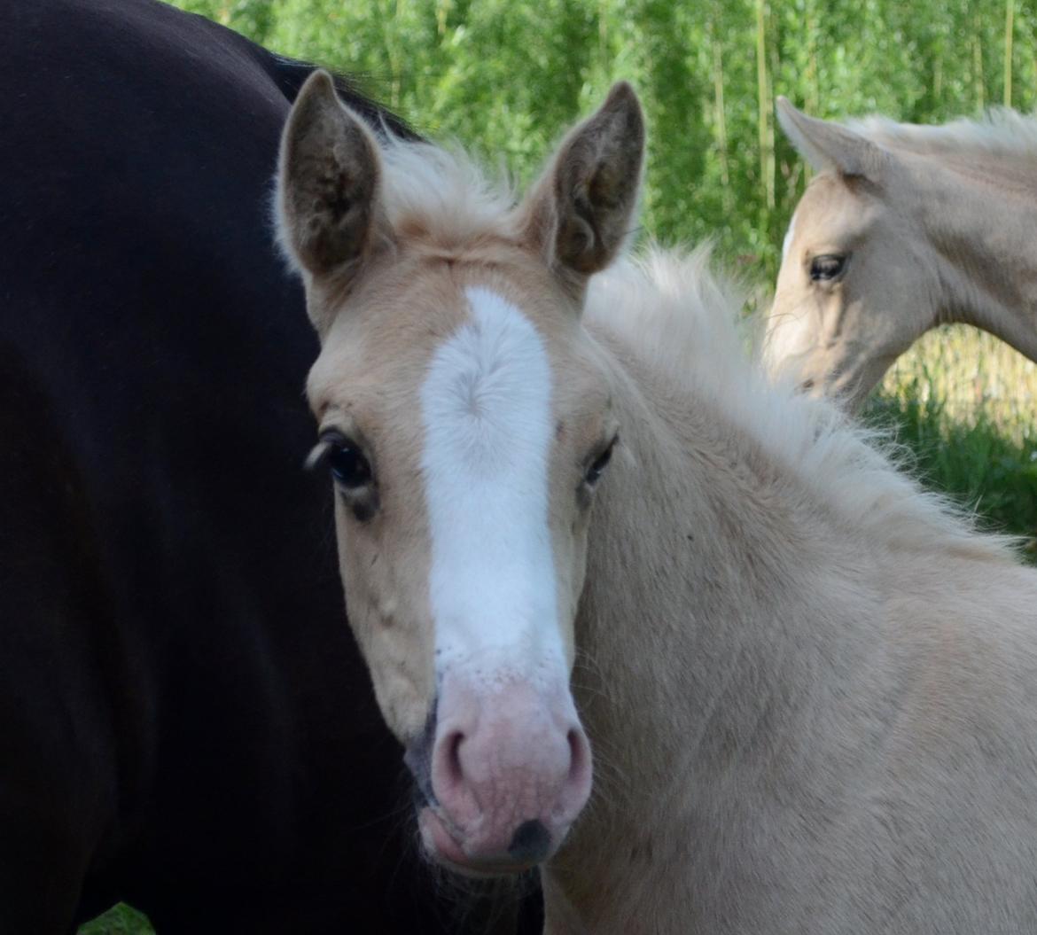 Palomino Søvangs Miss Dior billede 5