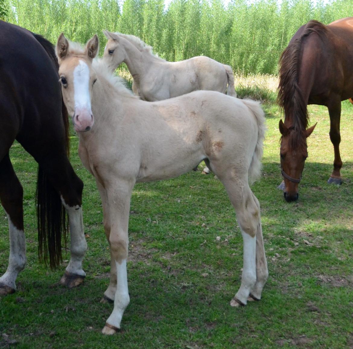 Palomino Søvangs Miss Dior billede 6