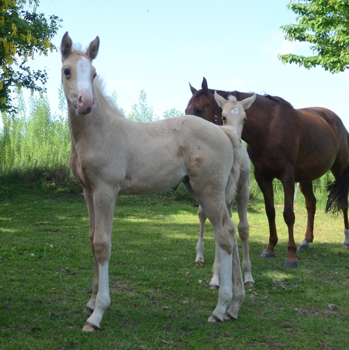 Palomino Søvangs Miss Dior billede 7