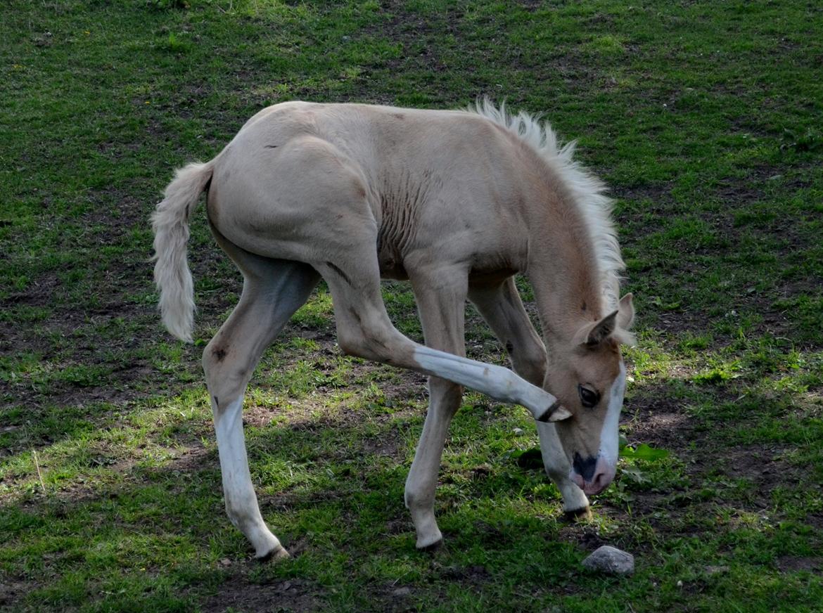 Palomino Søvangs Miss Dior billede 8
