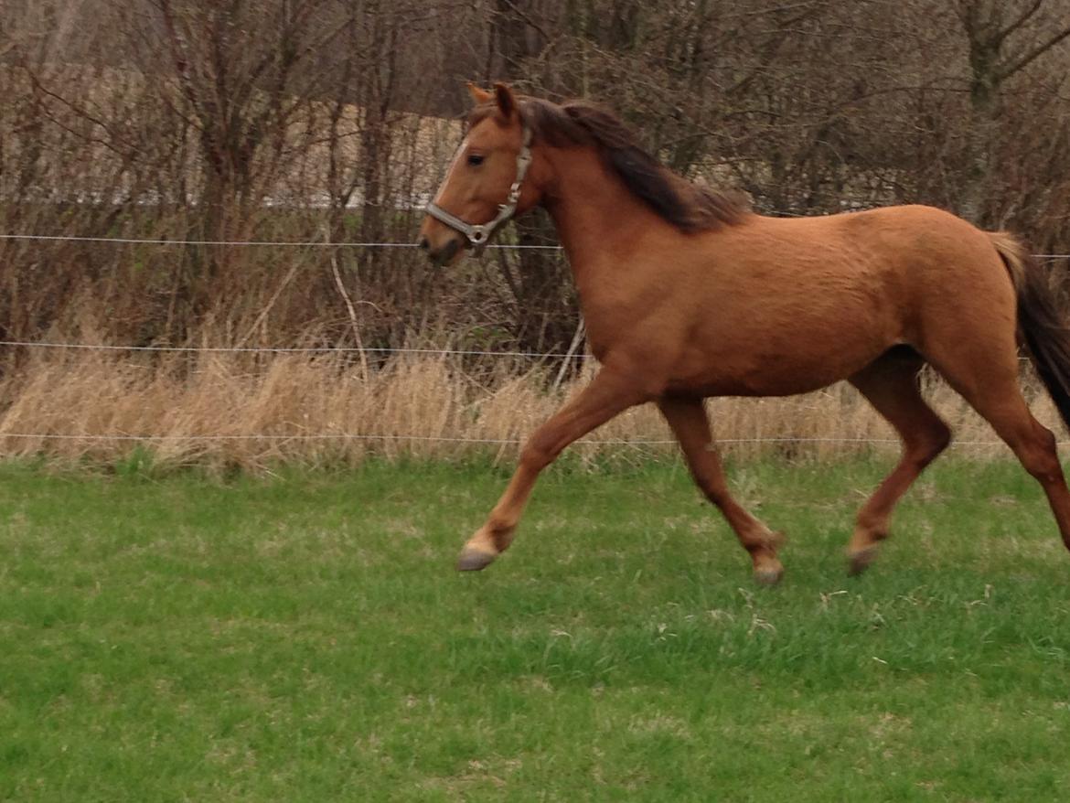 Pinto Aya Jane á jungshoved SOLGT billede 5