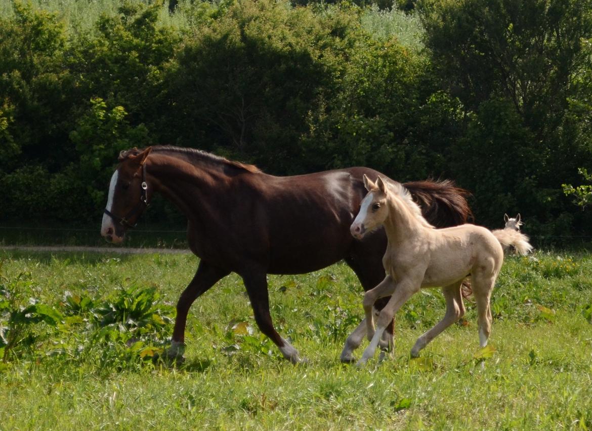 Palomino Søvangs Miss Dior billede 9
