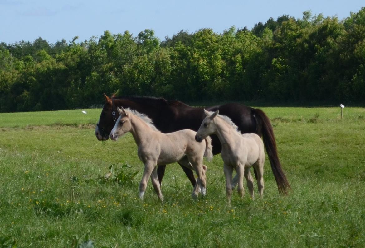 Palomino Søvangs Miss Dior billede 10