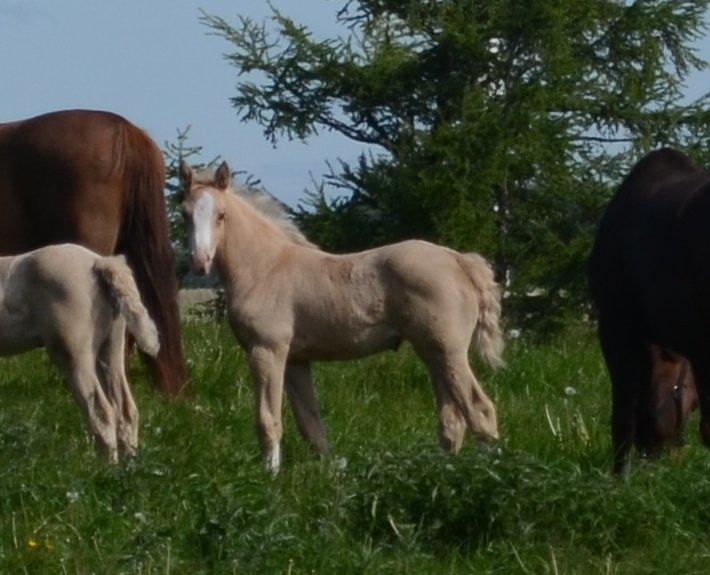 Palomino Søvangs Miss Dior billede 11