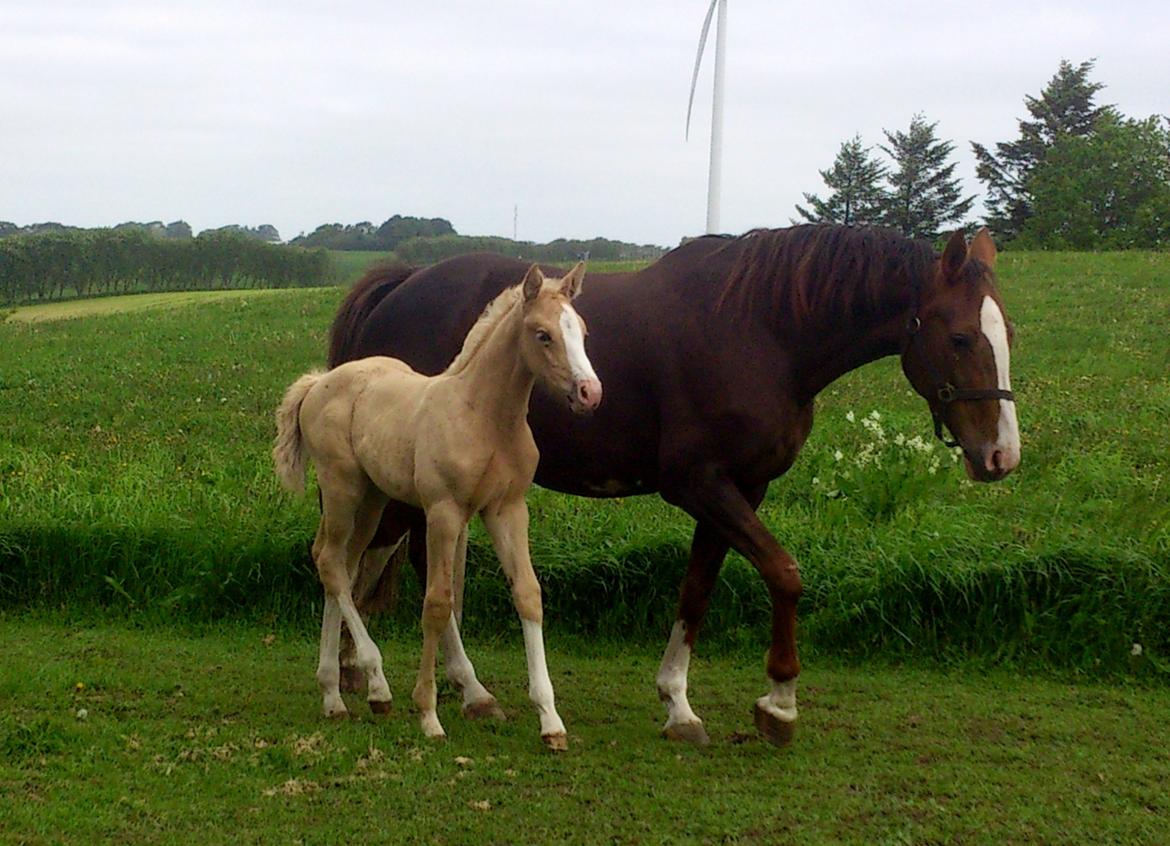 Palomino Søvangs Miss Dior billede 12