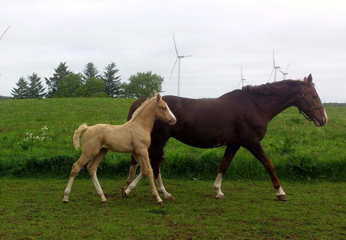 Palomino Søvangs Miss Dior billede 13