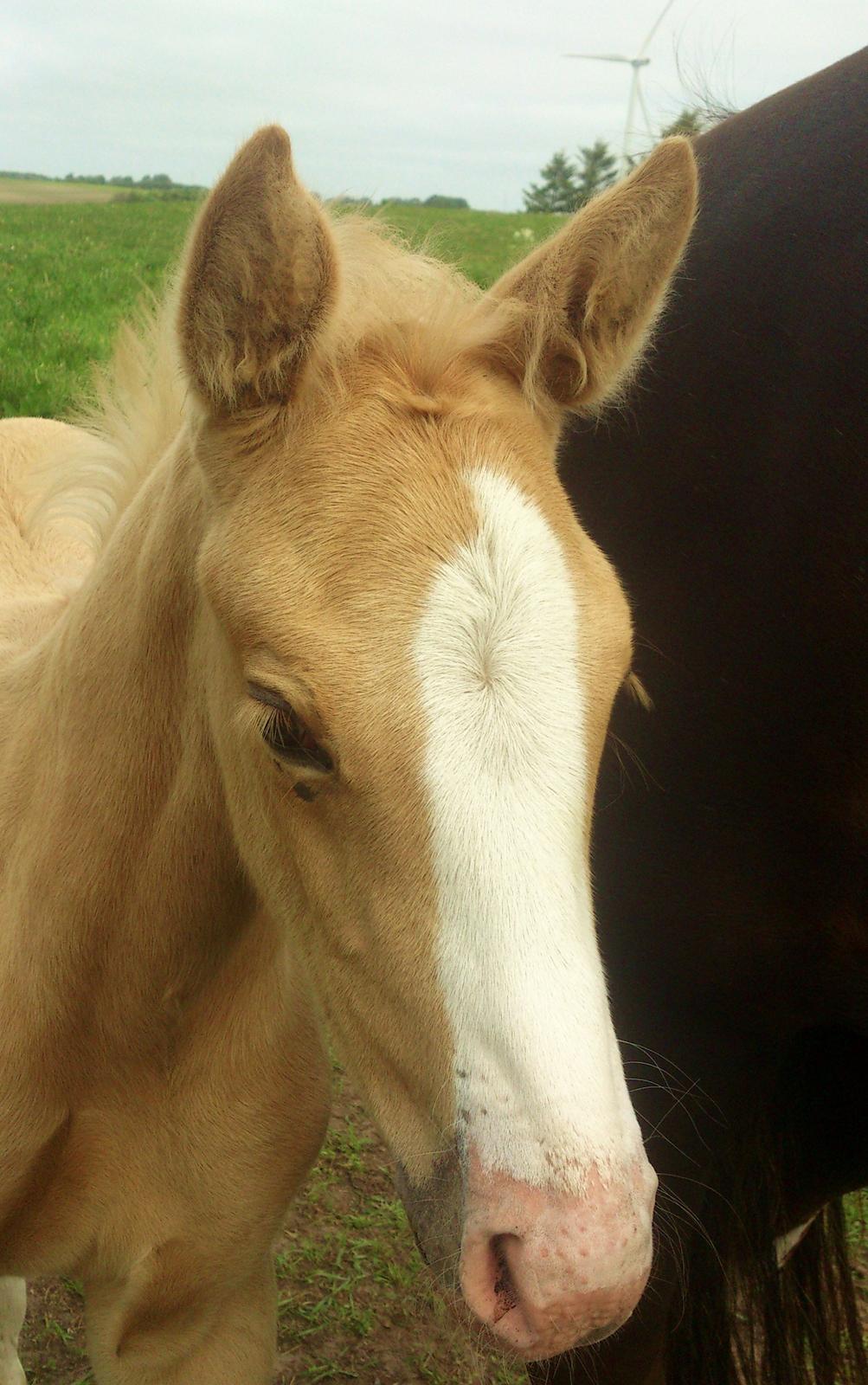 Palomino Søvangs Miss Dior billede 14