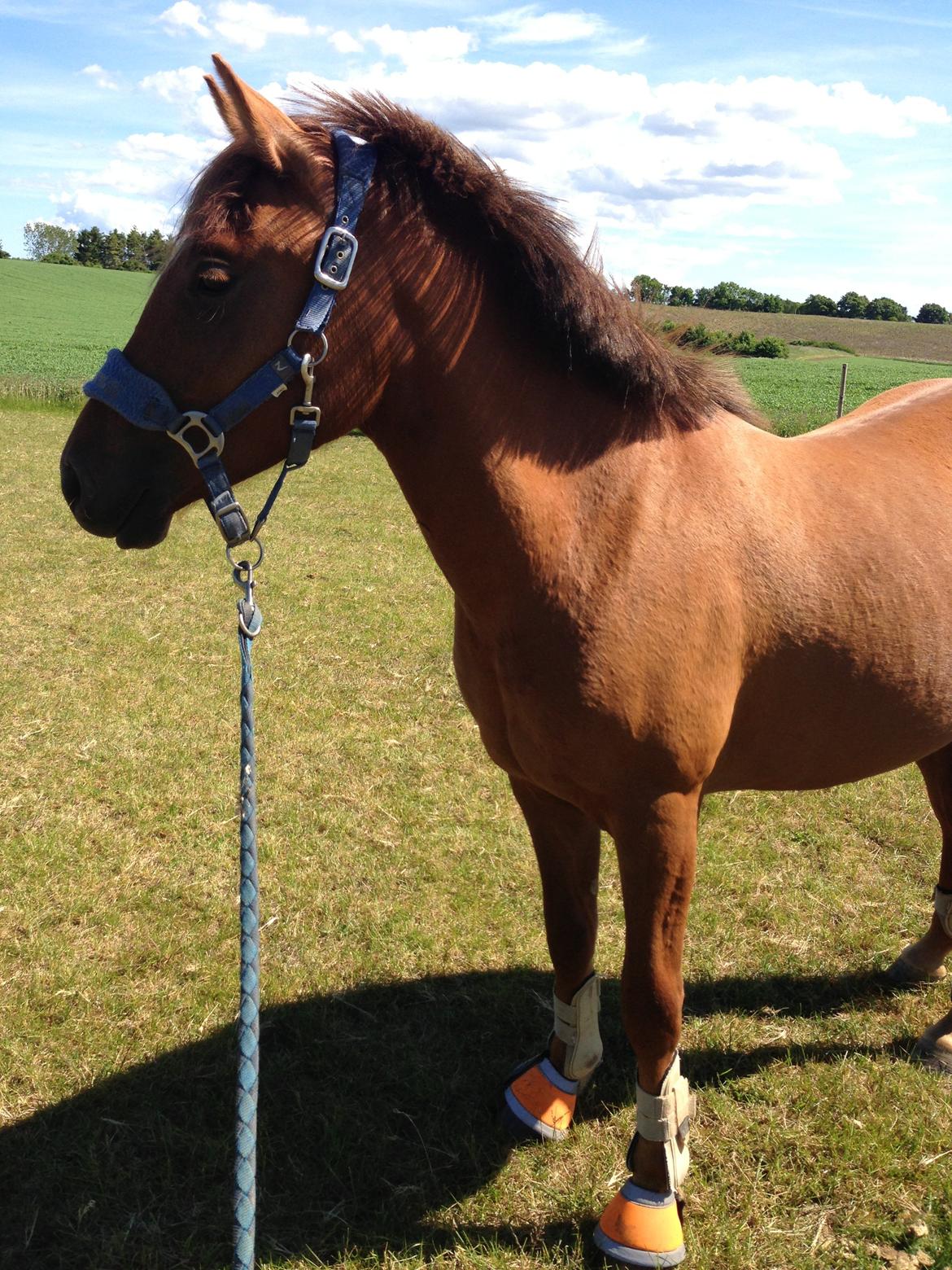 Pinto Aya Jane á jungshoved SOLGT billede 7