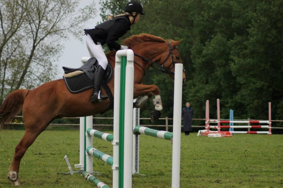 Tysk Sportspony Bacardi billede 10