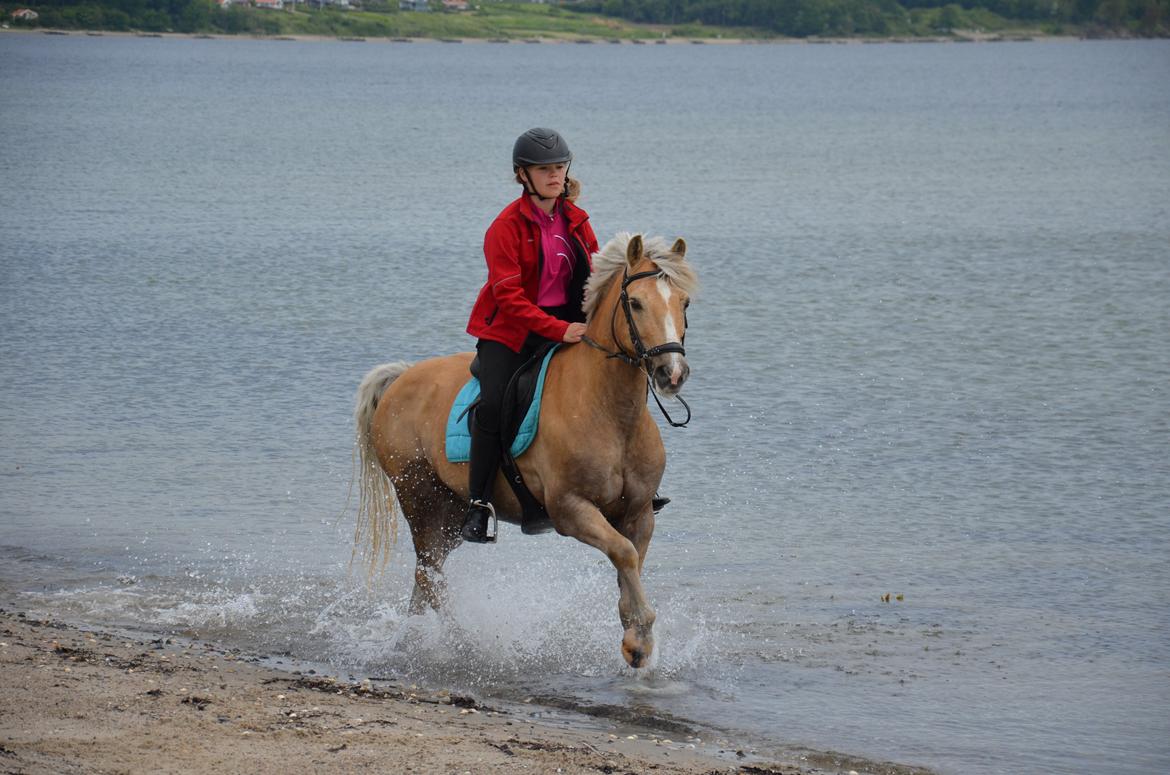 Palomino Mr. Chocoh Hot - Første strand tur i år 2013. i Fuld galop i vandkanten billede 3