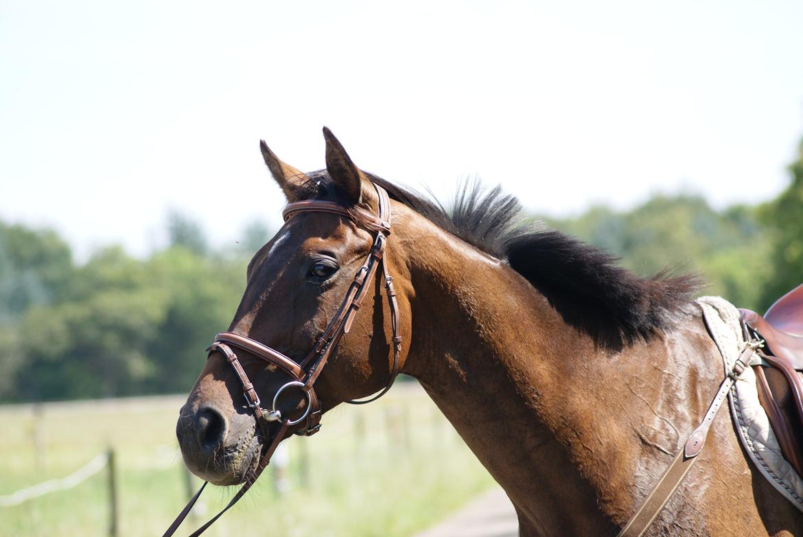 Fuldblod (XX) Adept ( himmel hest) billede 7
