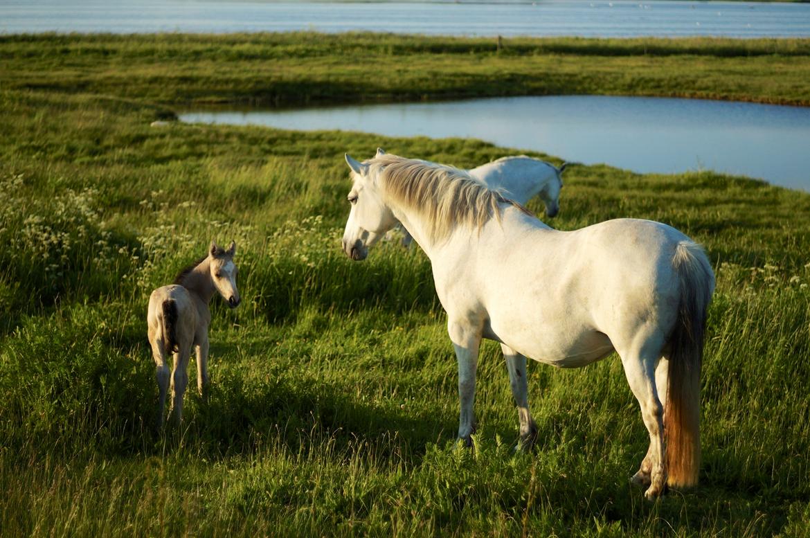 Connemara Capall Daimhín billede 2