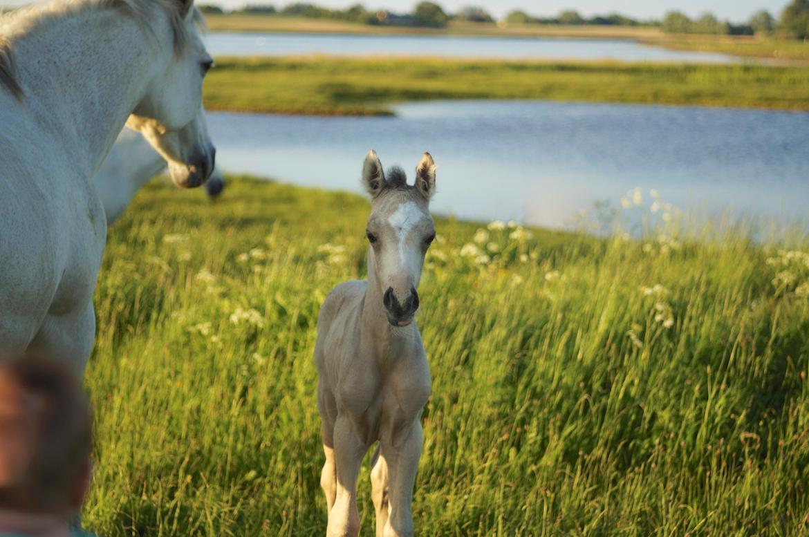 Connemara Capall Daimhín billede 3