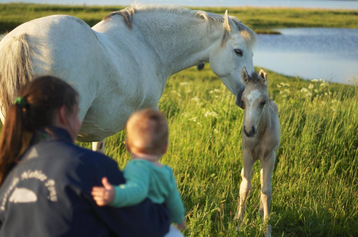 Connemara Capall Daimhín billede 4