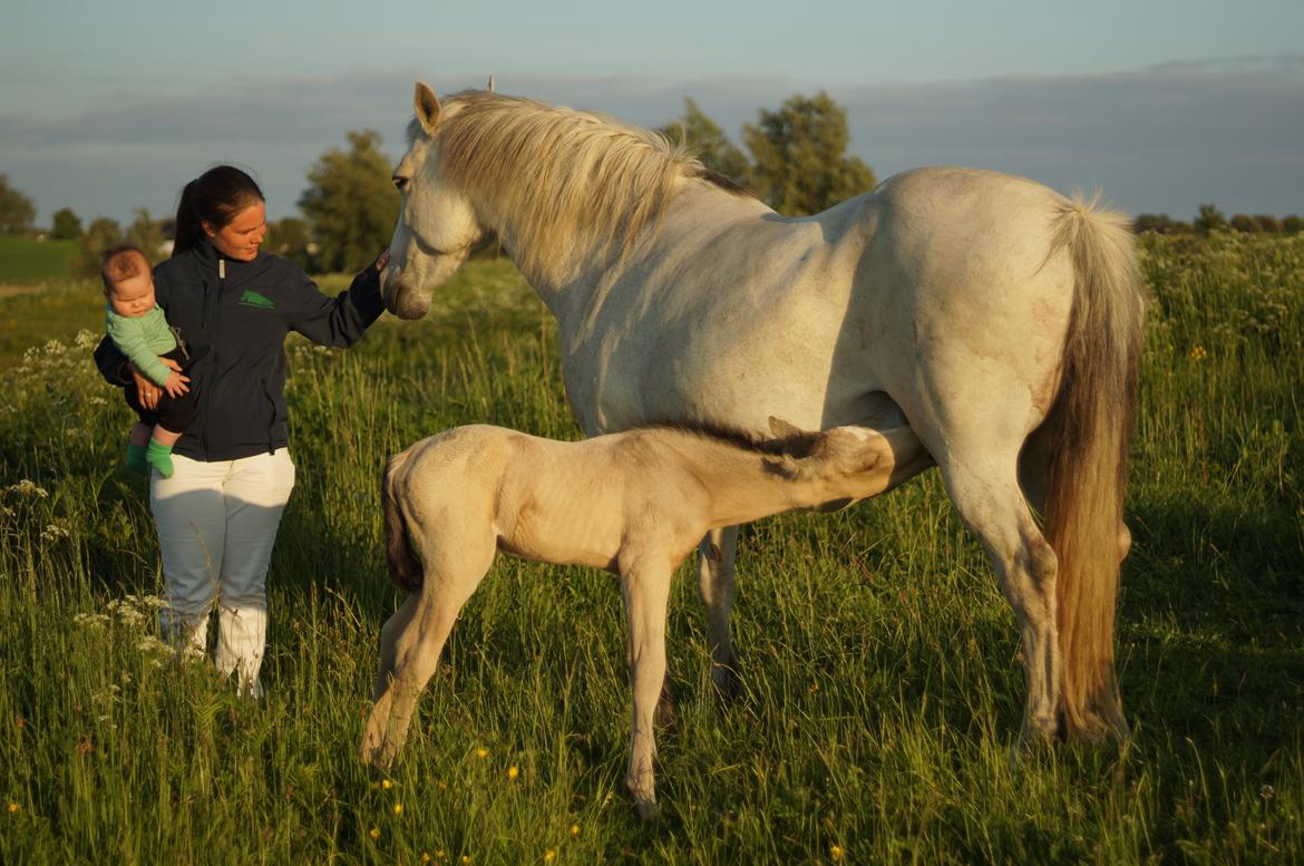 Connemara Capall Daimhín billede 5