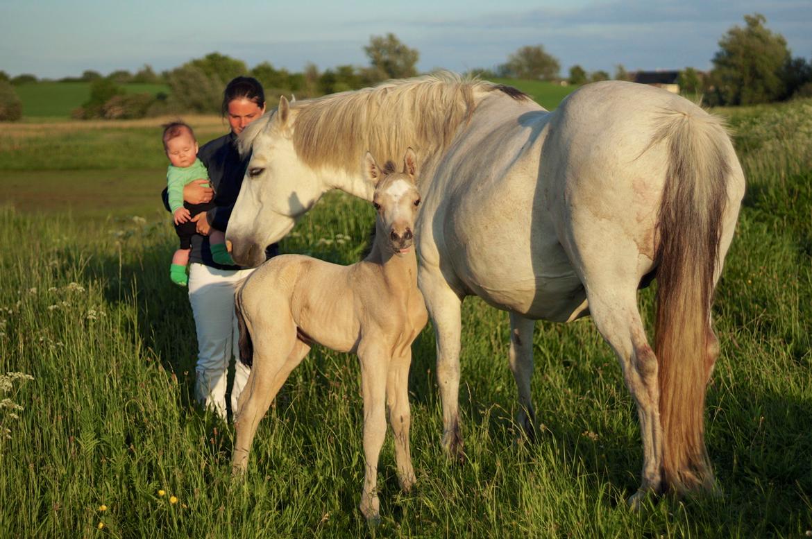 Connemara Capall Daimhín billede 7