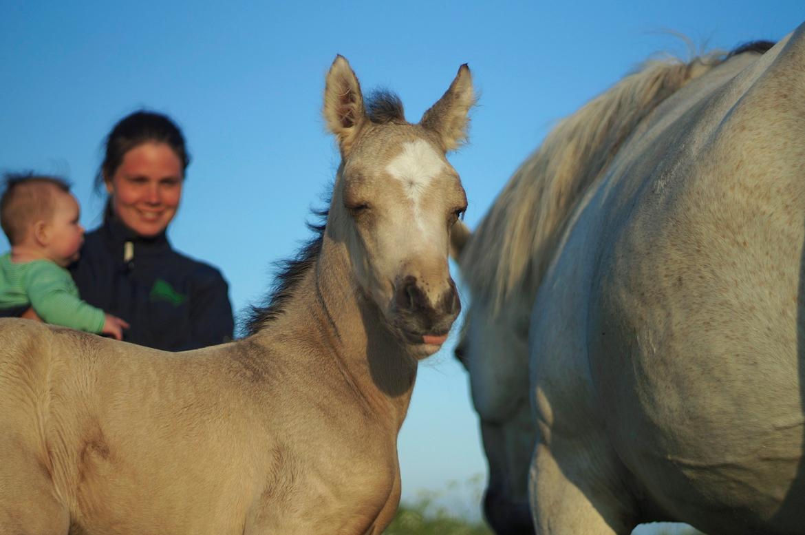 Connemara Capall Daimhín billede 8