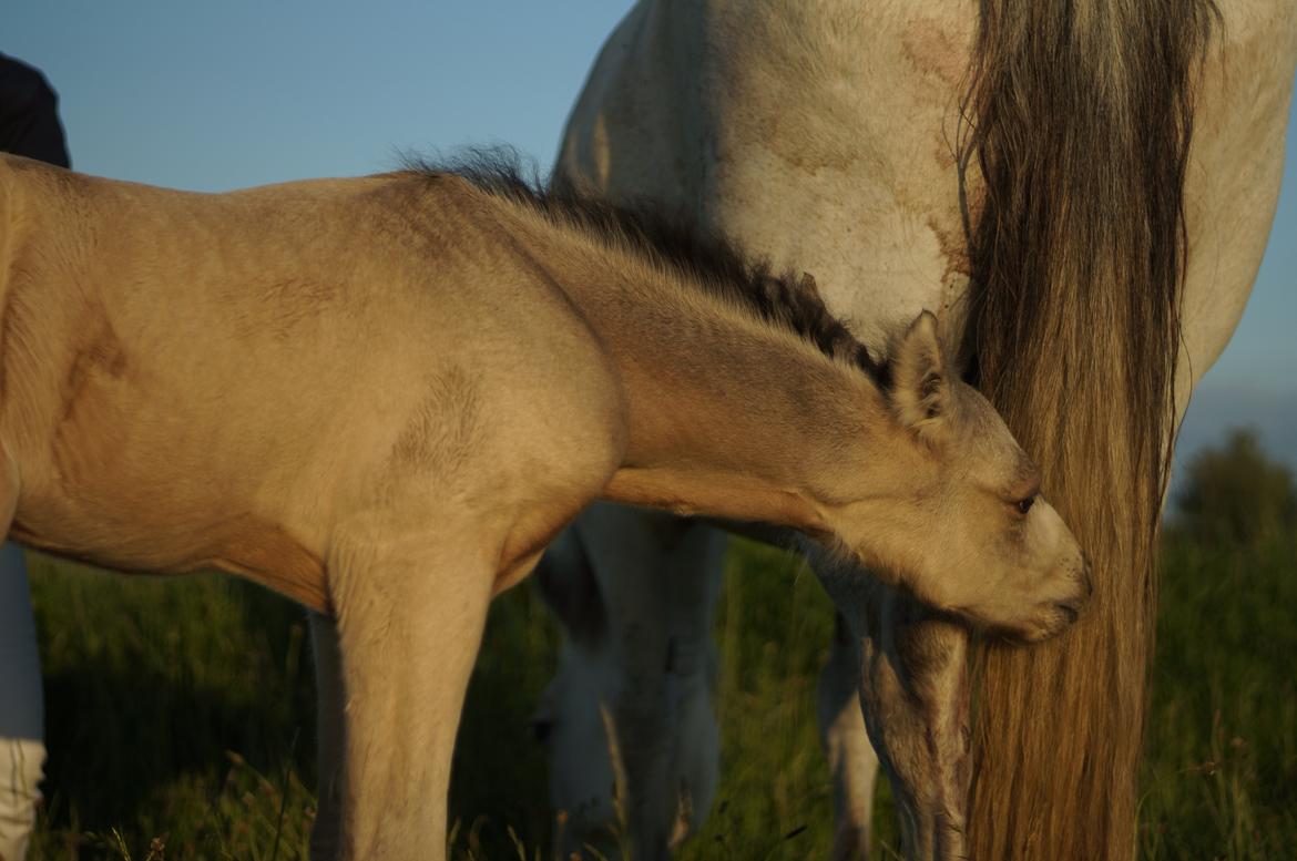Connemara Capall Daimhín billede 9