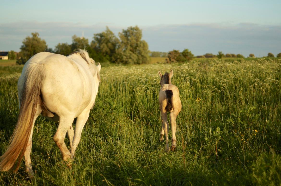 Connemara Capall Daimhín billede 10