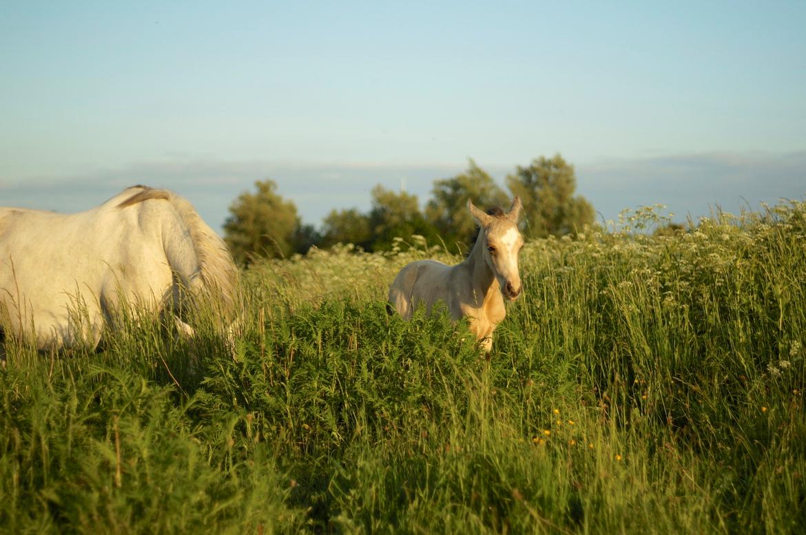 Connemara Capall Daimhín billede 11