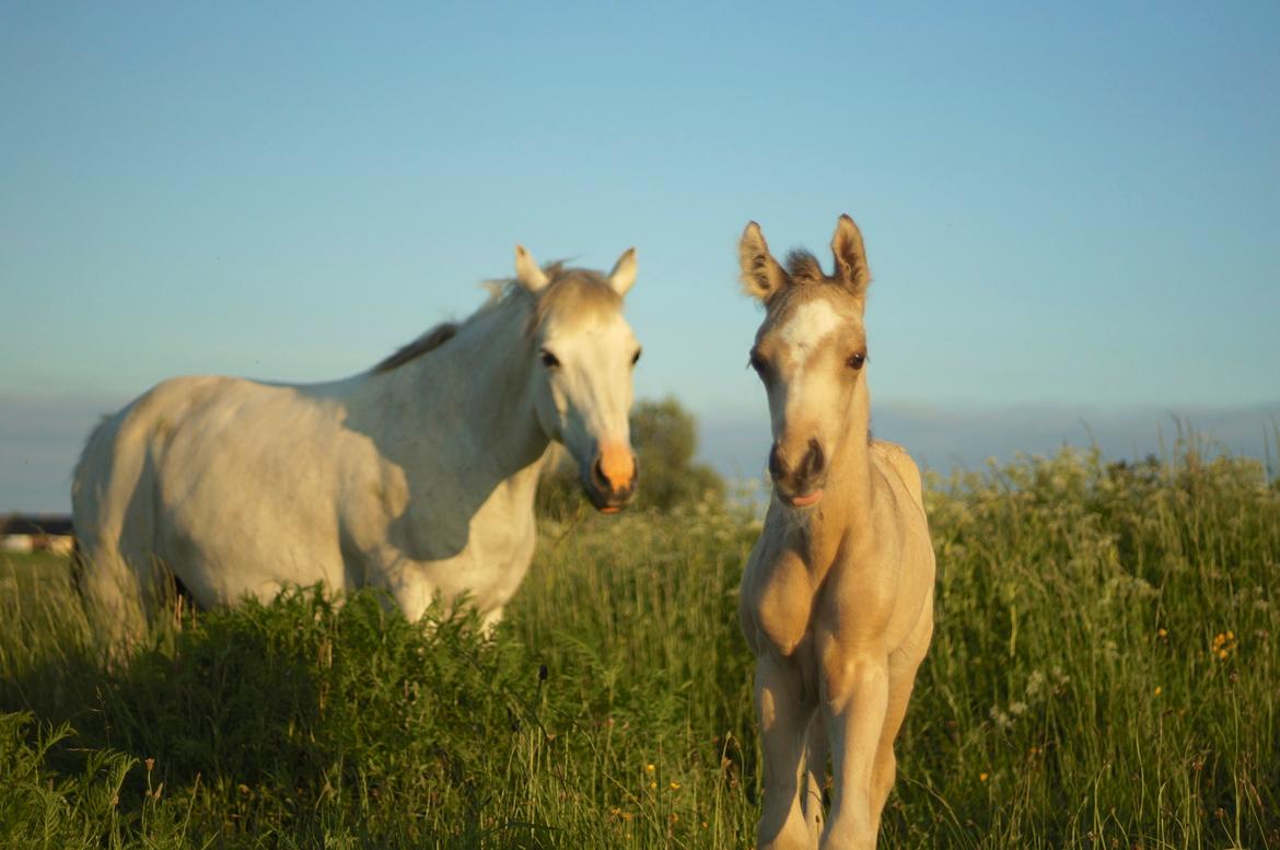 Connemara Capall Daimhín billede 12