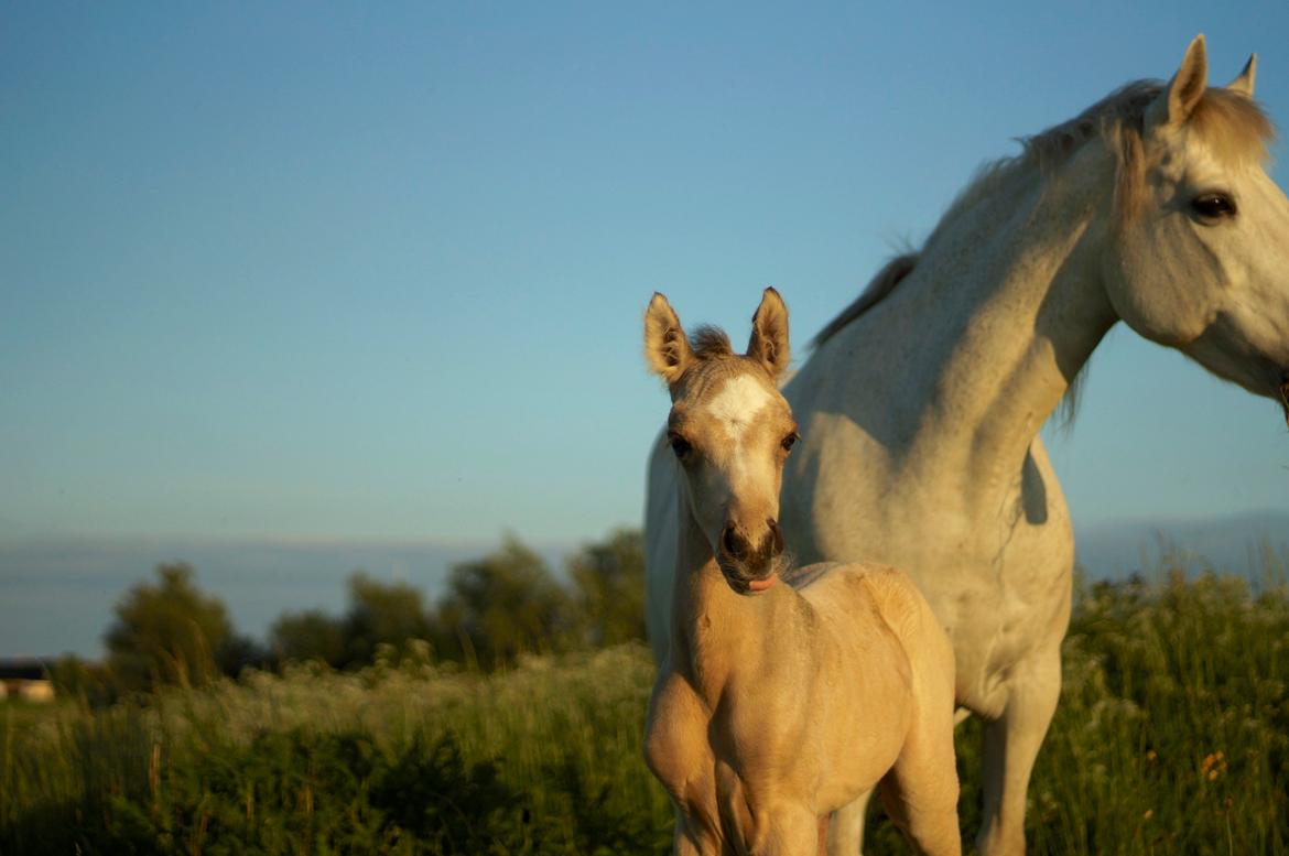 Connemara Capall Daimhín billede 1