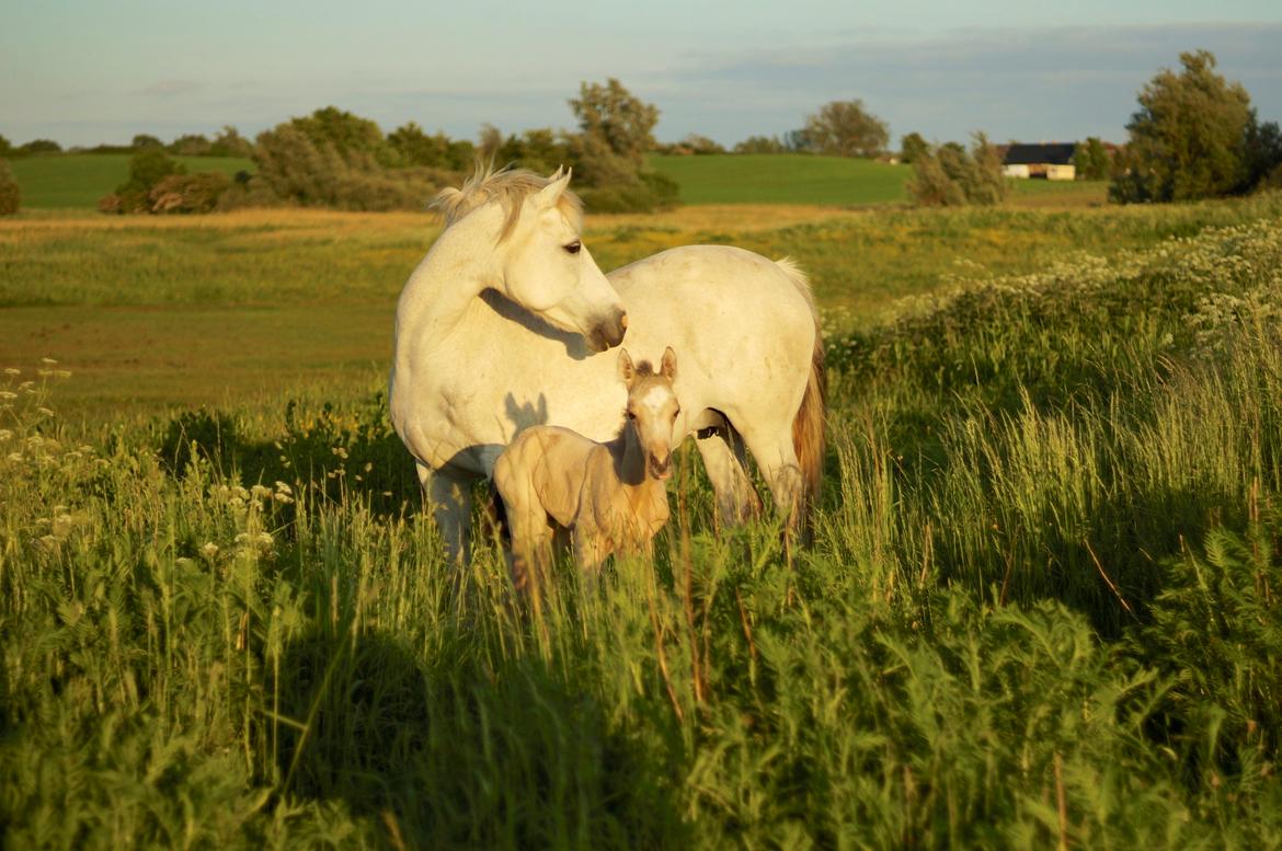 Connemara Capall Daimhín billede 13