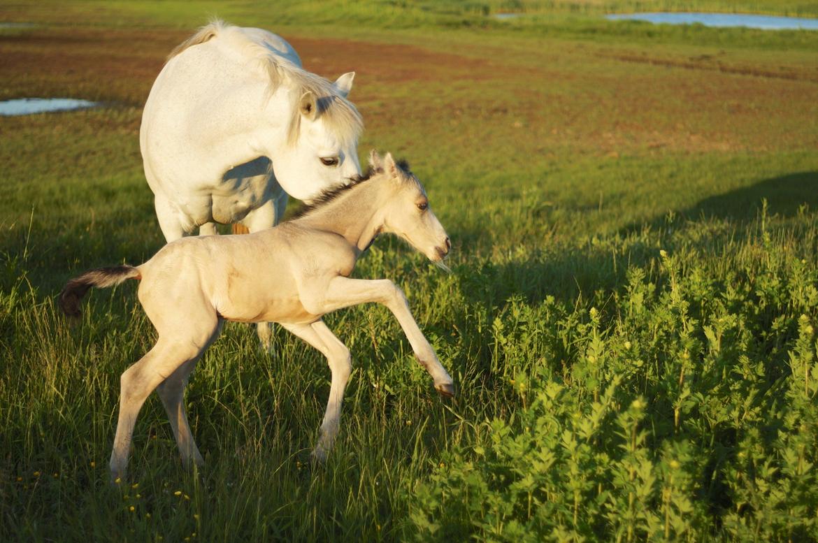 Connemara Capall Daimhín billede 16