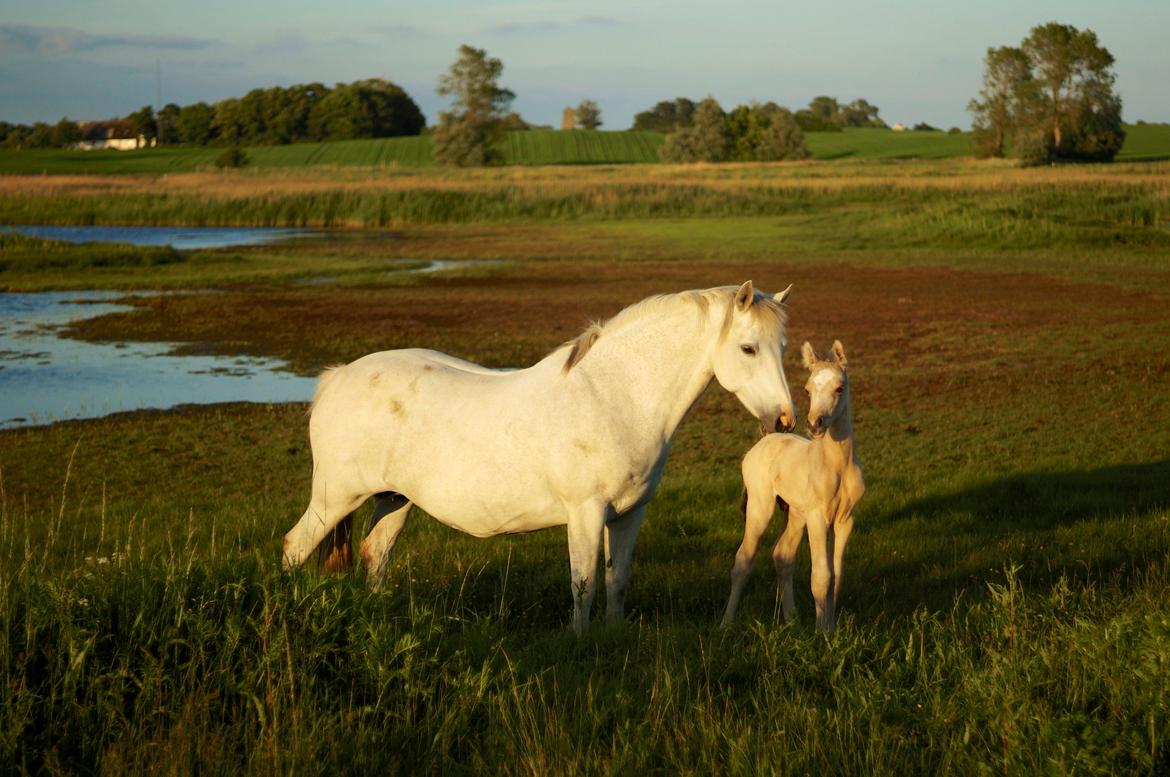 Connemara Capall Daimhín billede 17