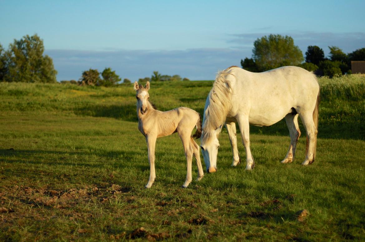 Connemara Capall Daimhín billede 18