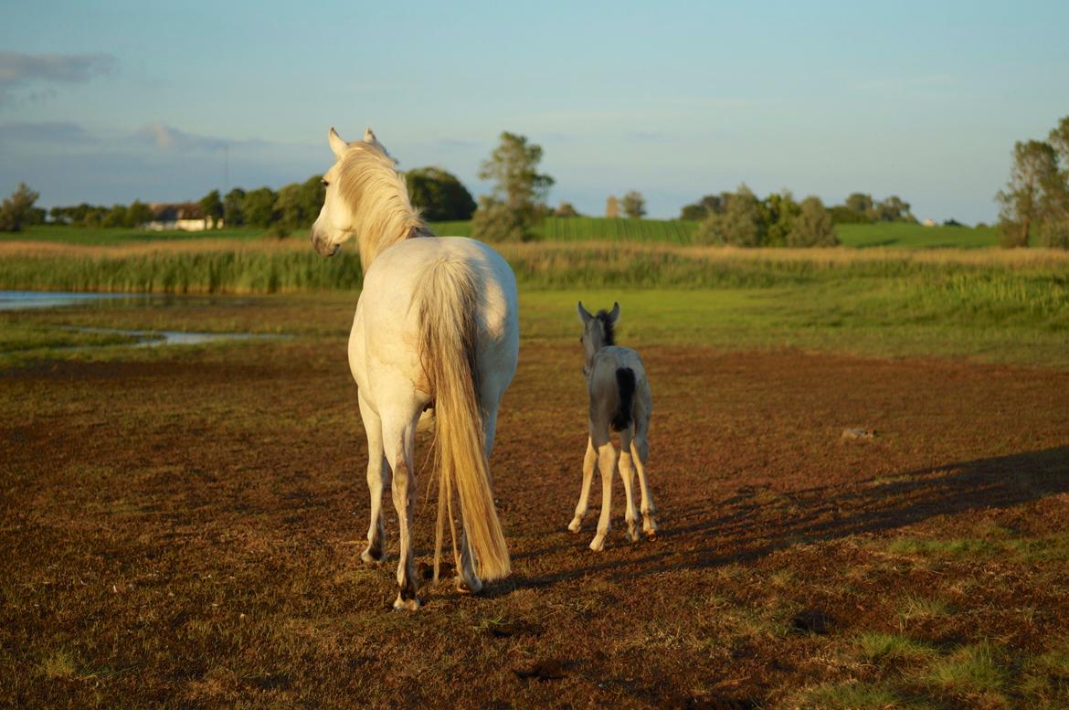 Connemara Capall Daimhín billede 20