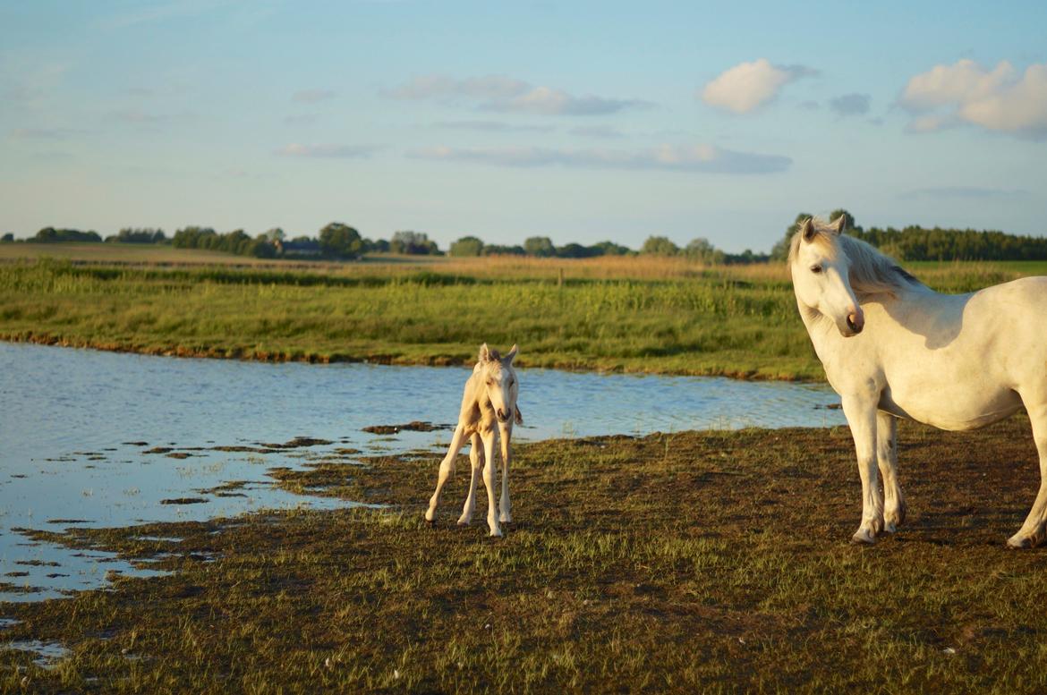 Connemara Capall Daimhín billede 19