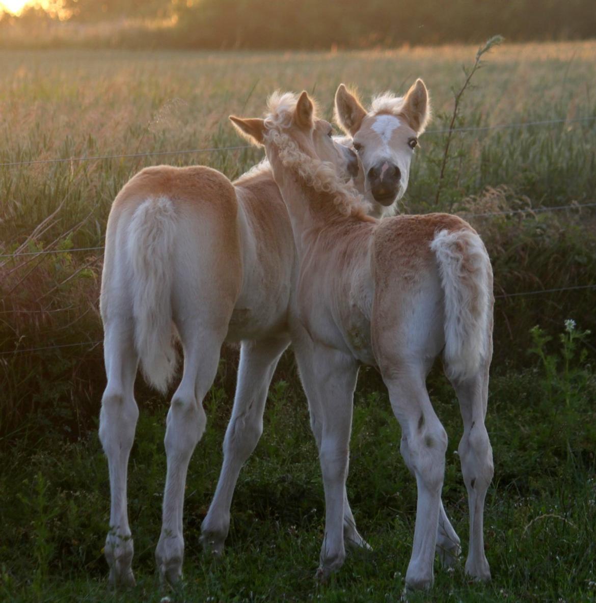 Tyroler Haflinger Stallone af Elghuset *AVLSHINGST* - Stallone hygger med Haffi. 
Foto: CNN billede 20