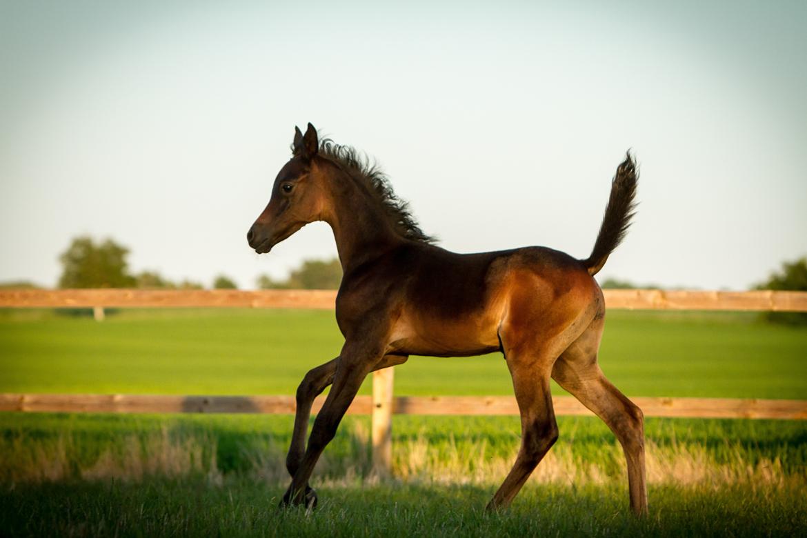 Arabisk fuldblod (OX) SAF Jamar Z billede 2