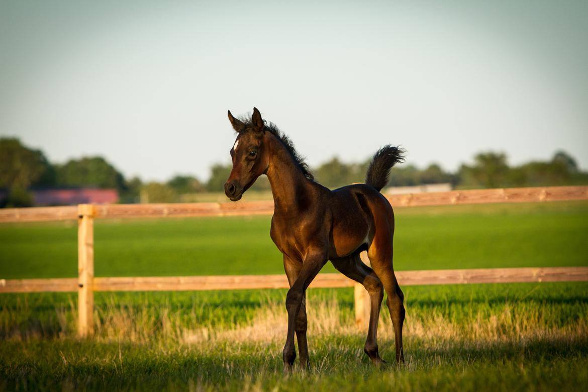 Arabisk fuldblod (OX) SAF Jamar Z billede 3