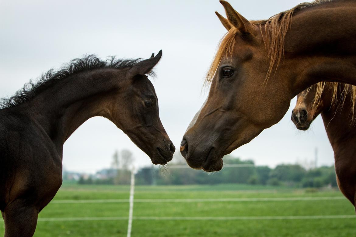 Arabisk fuldblod (OX) SAF Jamar Z - 19. maj 2013 billede 4