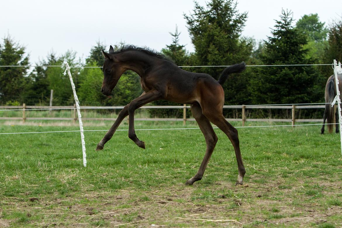 Arabisk fuldblod (OX) SAF Jamar Z - 19. maj 2013 billede 5