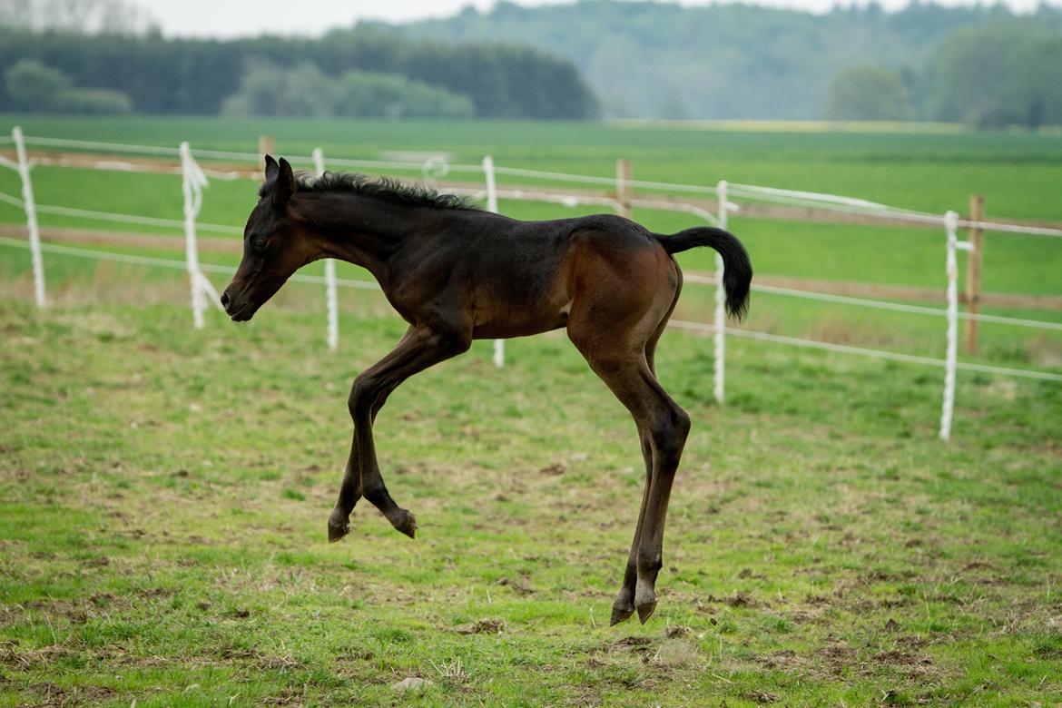 Arabisk fuldblod (OX) SAF Jamar Z - 19. maj 2013 billede 7