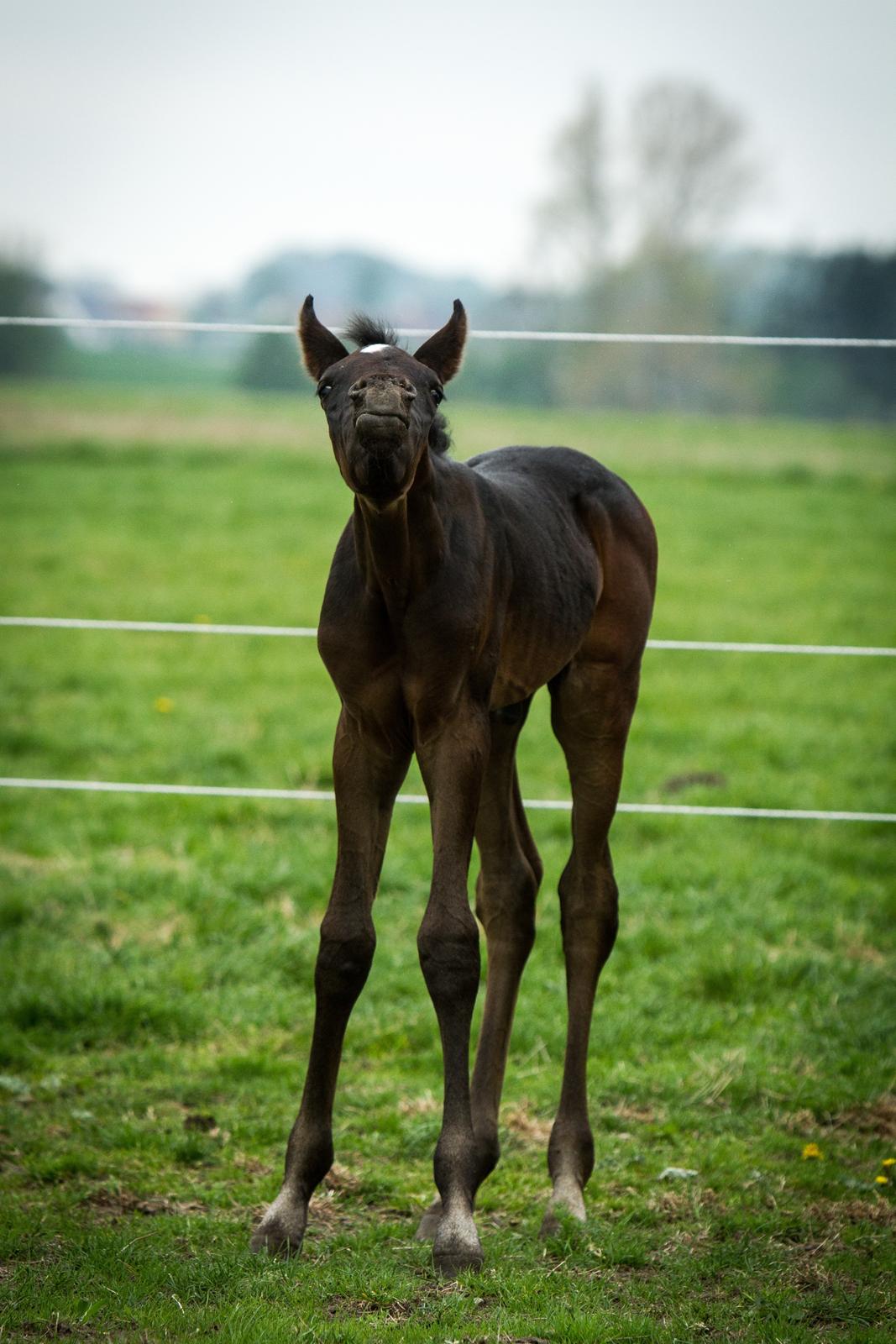 Arabisk fuldblod (OX) SAF Jamar Z - 19. maj 2013 billede 8