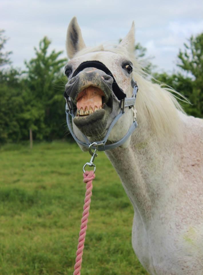 Dansk Varmblod Backersdal´s Lollipop [Min stjerne] - Smiiiiiil. <3 billede 8