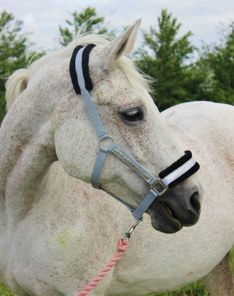 Dansk Varmblod Backersdal´s Lollipop [Min stjerne] - Min smukke stjerne..<3 billede 9