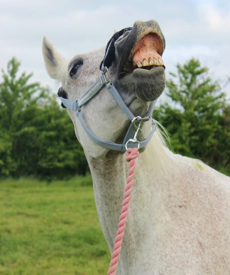 Dansk Varmblod Backersdal´s Lollipop [Min stjerne] billede 11