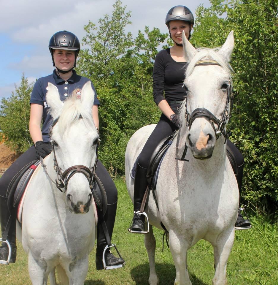 Dansk Varmblod Backersdal´s Lollipop [Min stjerne] billede 12