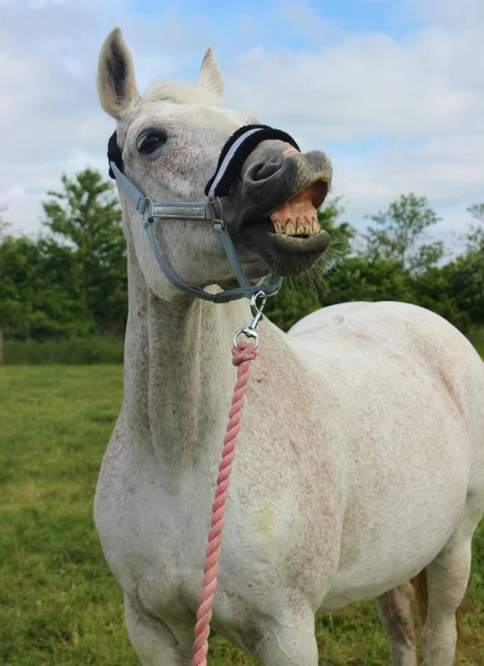 Dansk Varmblod Backersdal´s Lollipop [Min stjerne] billede 13