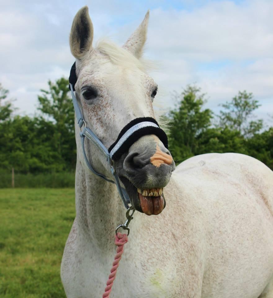 Dansk Varmblod Backersdal´s Lollipop [Min stjerne] billede 14