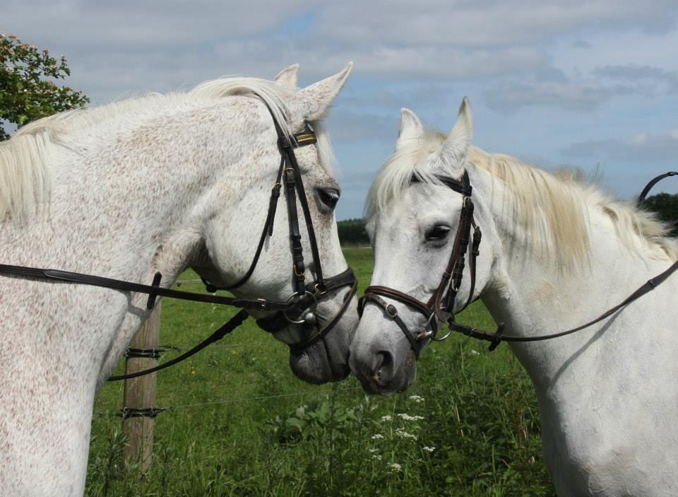 Dansk Varmblod Backersdal´s Lollipop [Min stjerne] billede 19