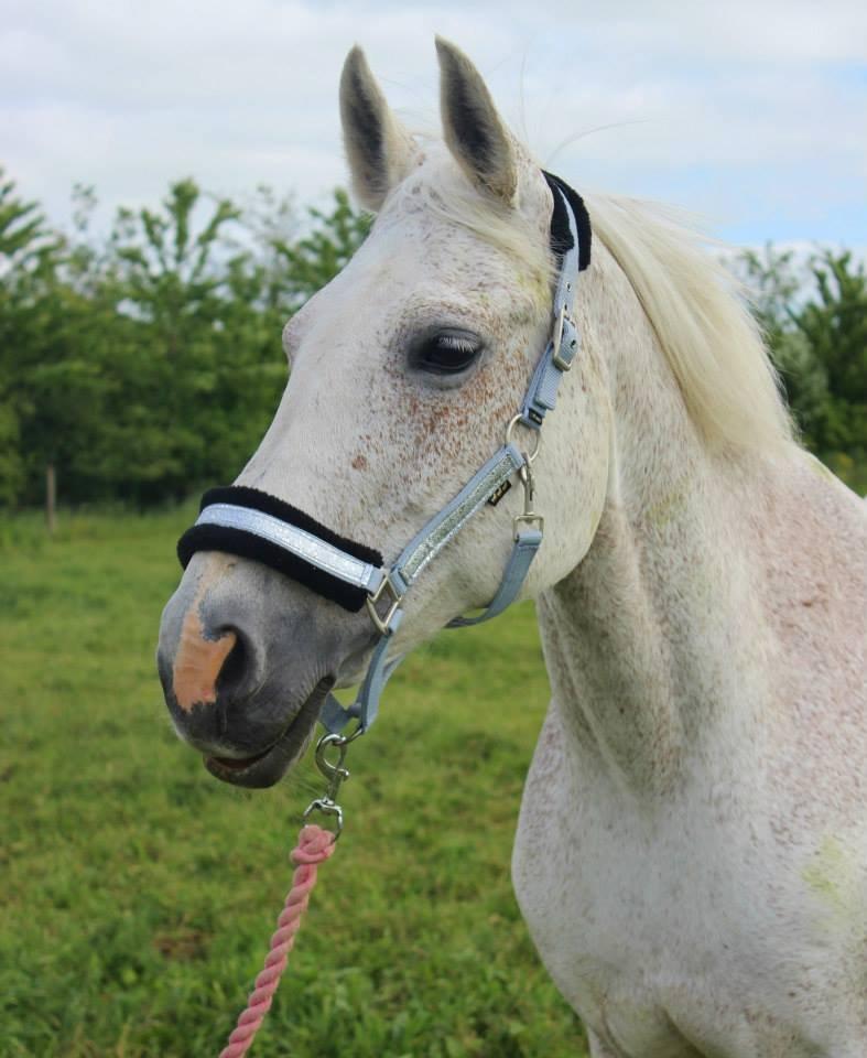 Dansk Varmblod Backersdal´s Lollipop [Min stjerne] billede 20